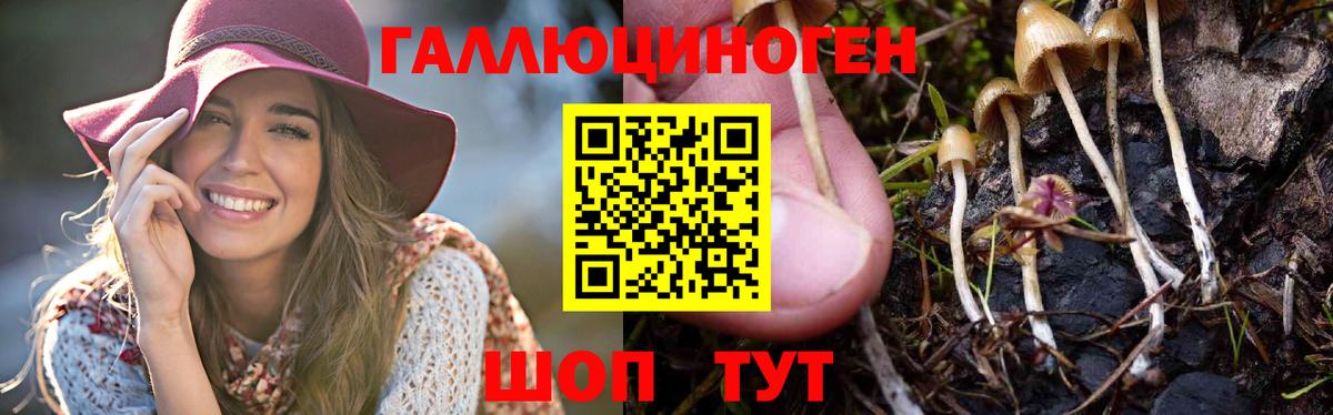 Псилоцибиновые грибы Psilocybine cubensis Михайловка